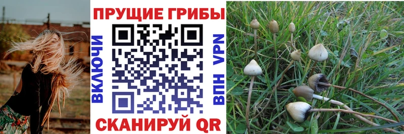Псилоцибиновые грибы GOLDEN TEACHER  Электроугли 